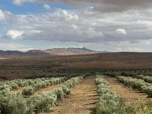 Extra Vierge Olijfolie - 1 liter