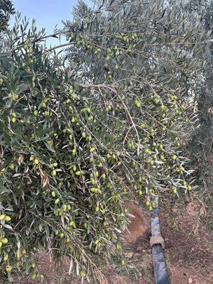 Extra Vierge Olijfolie - 1 liter